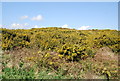 Gorse on Knighton Heath in DT2 8LF