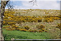 Gorse on a hillside in DT2 8DJ
