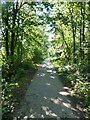 Cycle route in woodland near Carsington Water Sailing Club in DE6 1NR