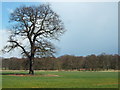 Oak tree and pheasant in Norton, Cuckney, Holbeck and Welbeck