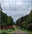 Wires over a track into the Forest of Dean, Gloucestershire in GL15 4RY