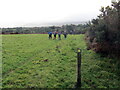 Llwybr ger Pen-rhiwlas / Path near Pen-rhiwlas in SA41 3TP