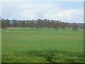 Farmland in Welbeck Park north of Park Lodge in Norton, Cuckney, Holbeck and Welbeck