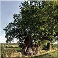 The Monwode Oak, Monwode Lea in B46 2NL