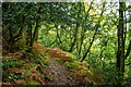 Porlock : Colescombe Wood Footpath in TA24 8LR