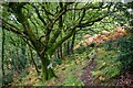 Porlock : Radford's Wood Footpath in TA24 8LR