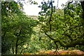 Porlock : Radford's Wood in TA24 8LR