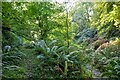 Porlock : Buckethole Wood Footpath in TA24 8LR
