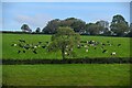 Otterford : Grassy Field & Cattle in TA20 3QP