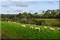 Otterford : Grassy Field & Sheep in TA20 3QP