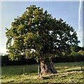 Ancient oak tree, Monwode Lea in B46 2NL