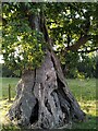 Trunk of an ancient oak, Monwode Lea in B46 2NL