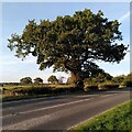 Oak tree by the roadside, Monwode Lea in CV7 8GF
