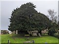 Yew trees at St. Mary's church (Callow) in HR2 8DD