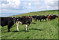 Cattle above the Warren in DT2 8DW