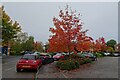 Autumn colours in Pioneer Business Park in YO30 5WL