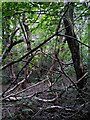 Birch and hazel in Daffern's Wood in CV7 8PR