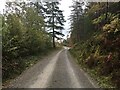 Forestry road, Coed-y-Brenin in LL40 2HU
