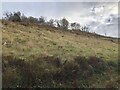 Steep slope, Knapdale Forest in PA31 8UH