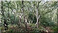 Birch trees at Gorsy Spinney, Arley in CV7 8HB