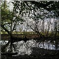 Pond in Gorsy Spinney, Arley in CV7 8HR