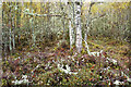Silver birch with lichen in Linnie Wood in IV6 7SE