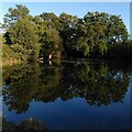 Pond at Red Hill, Fillongley in CV7 8BZ