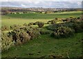Patches of gorse on rough pasture in G67 4HH