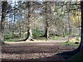 Sunlit clearing: Glencryan Plantation in G67 3AR