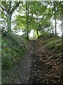 Sunken lane on west of Huxham Brake woodland in EX4 0AA