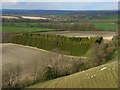 Plantation and farmland below Ham Hill in SN8 3QZ