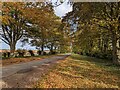 Autumn on King's Avenue near Sandringham looking east in PE35 6EF