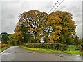 Autumn trees at Tynyreithin Hall in SY16 3JZ