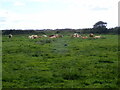 Cattle on the salt marsh in Laugharne Township Community