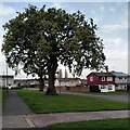 Oak trees and steel houses in Canley in CV4 9HH