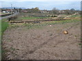 Pumpkin patch at Sudeley Farm in WR8 0QA