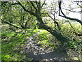 Woodland along the Wales Coast Path in LL54 5TG