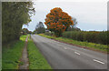 Autumnal Tree on the Road West of Scawby in DN20 9NB