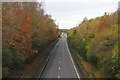 Autumnal Trees in a Cutting on the A15 in DN20 9NB