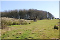 Woodland across a field in BH20 5JS