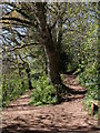 Paths, Occombe Valley Woods in TQ3 1HR