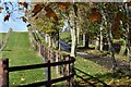 Tree-lined drive to Landford Common Farm in SP5 2AZ