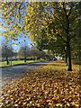 An avenue of autumn leaves on Whitchurch common in CF14 2DY