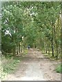 Cycle track through woodland south of Grafham in Grafham