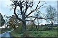 Large dead tree on Fairstead Hall Road in Fairstead