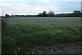 Field by Fairstead Hall Road in Fairstead