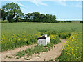 White thing in rape field by Palm Tree Lane in CT3 1PN