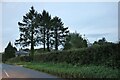 Trees at Redhouse Farm, Lidgate in Lidgate