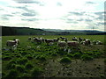Balmydown Farm Sheep in DD3 0PH