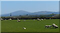 Sheep and pasture at Llandwrog in LL54 5TN